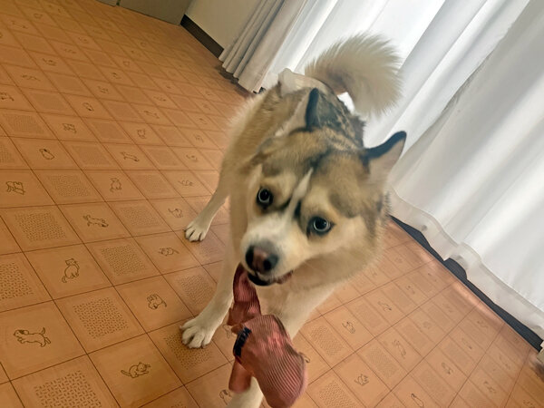 小型犬ポメラニアン×シベリアンハスキーMIX犬ペットホテル