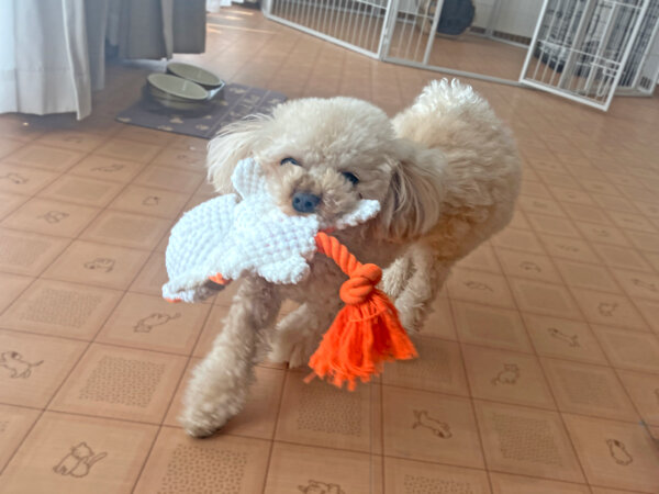 小型犬トイプードルペットホテル