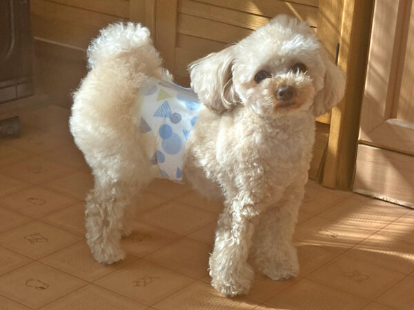 小型犬トイプードルペットホテル