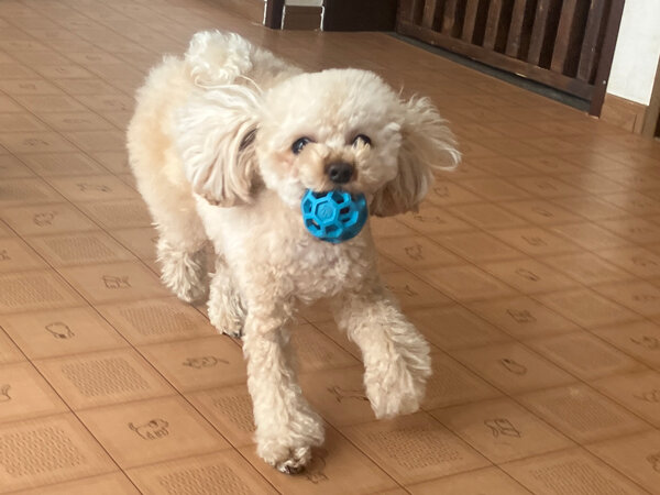 小型犬トイプードルペットホテル