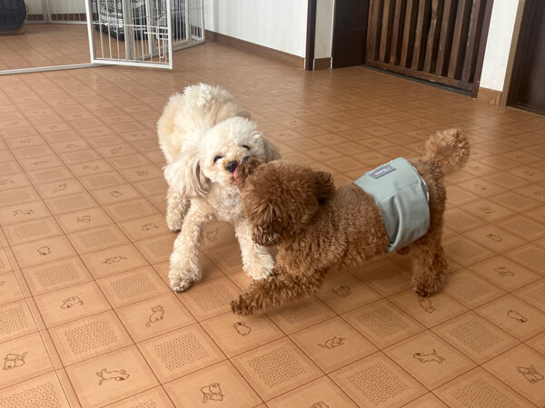 小型犬トイプードルペットホテル