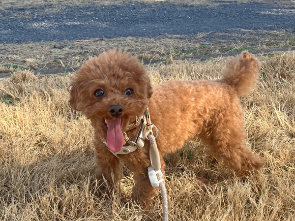 小型犬トイプードルペットホテル