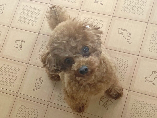 小型犬トイプードルペットホテル