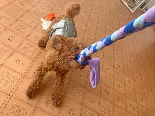 小型犬トイプードルペットホテル