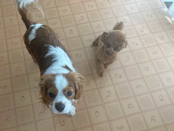 小型犬トイプードルペットホテル