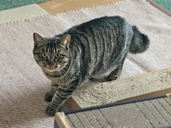 猫ペットシッター