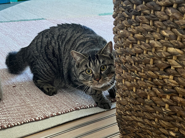 猫ペットシッター