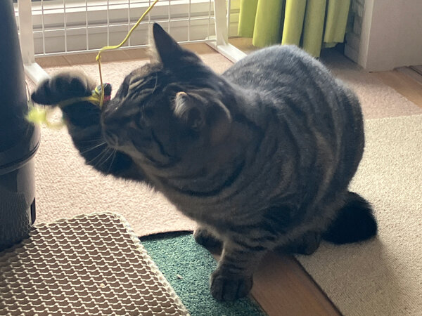 猫ペットシッター