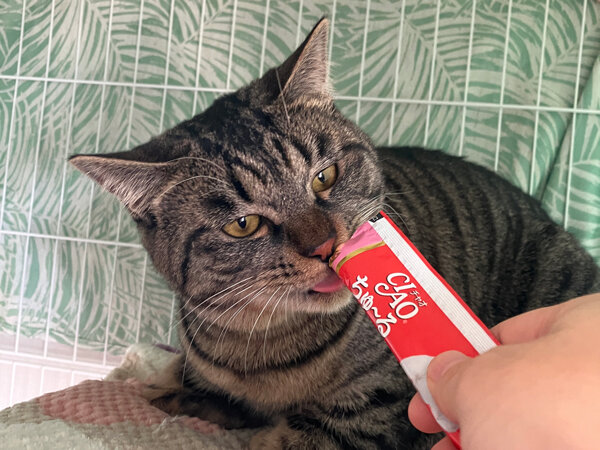 猫ペットシッター