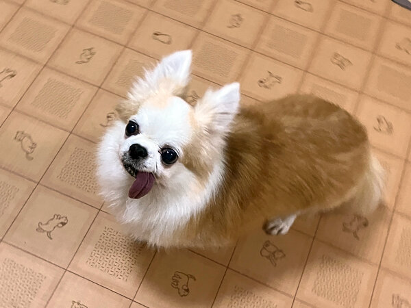 小型犬チワワペットホテル