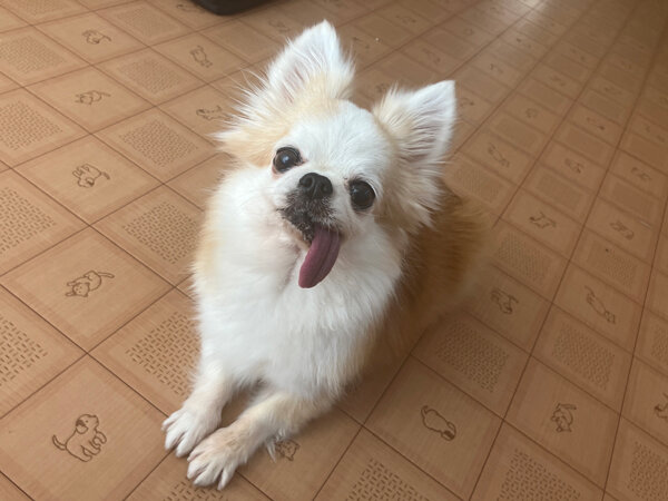 小型犬チワワペットホテル