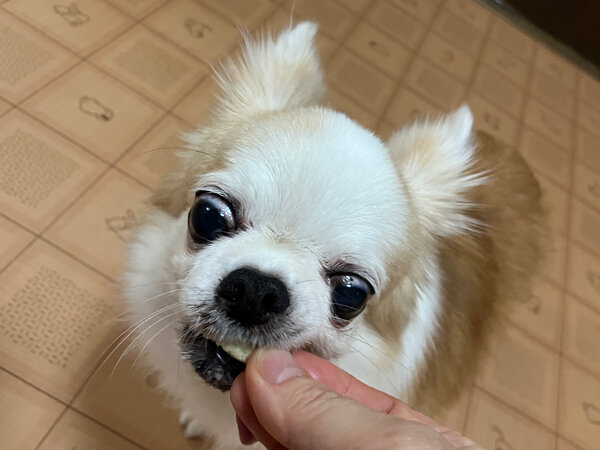 小型犬チワワペットホテル