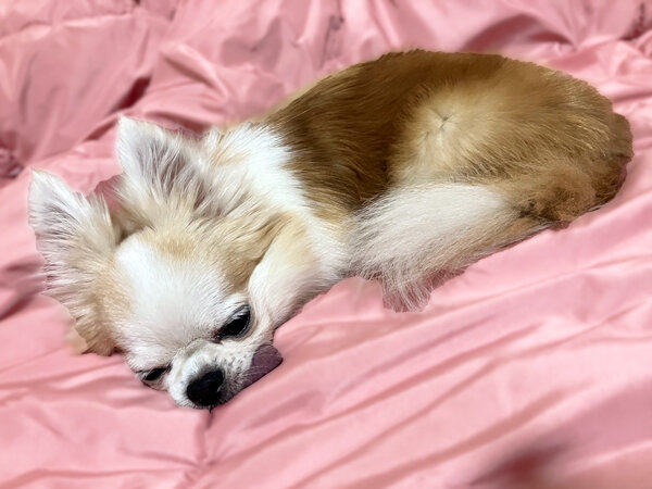 小型犬チワワペットホテル