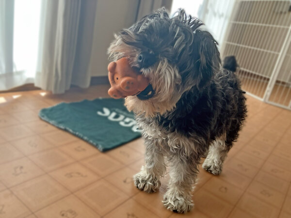 小型犬ミニチュアシュナウザーペットホテル