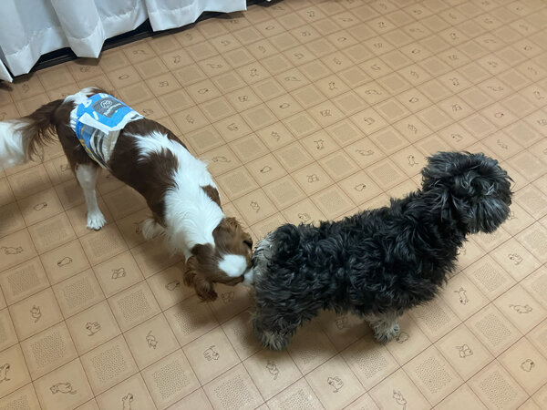 小型犬ミニチュアシュナウザーペットホテル