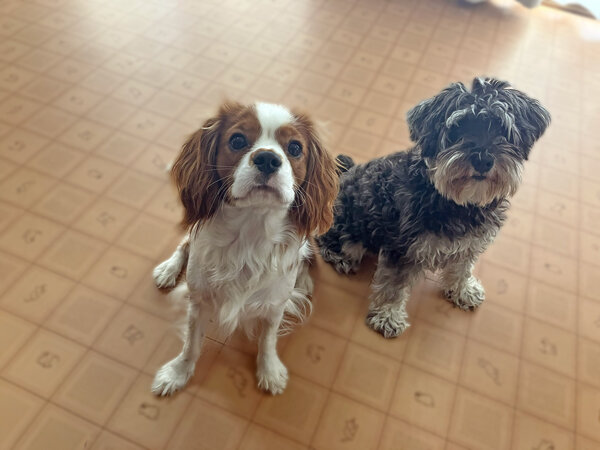 小型犬ミニチュアシュナウザーペットホテル