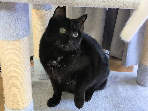 黒猫ペットシッター