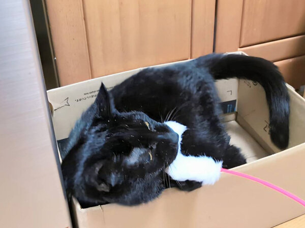 黒猫ペットシッター