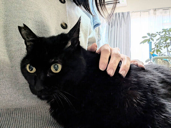 黒猫ペットシッター