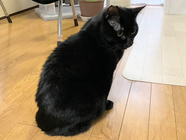黒猫ペットシッター