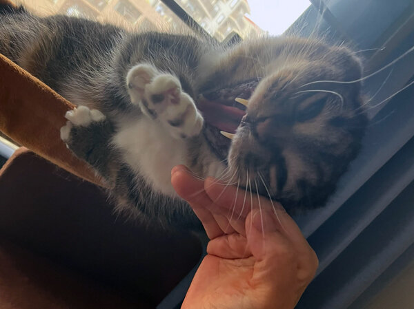 猫マンチカンペットシッター