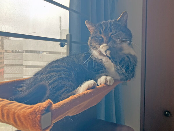 猫マンチカンペットシッター