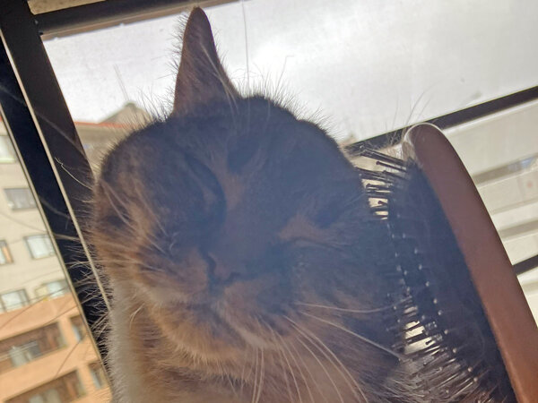 猫マンチカンペットシッター