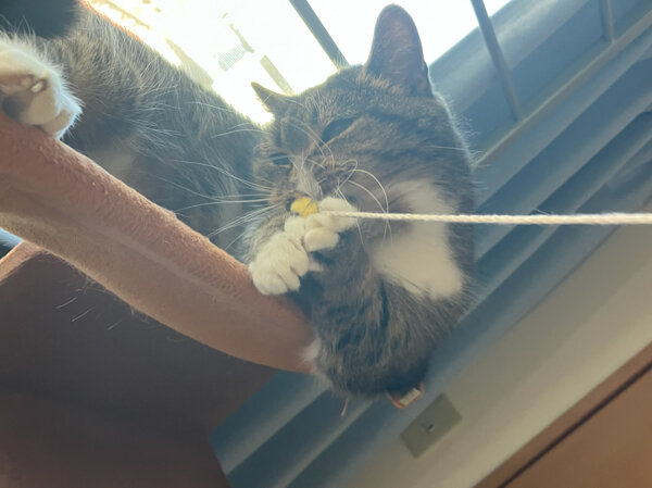 猫マンチカンペットシッター