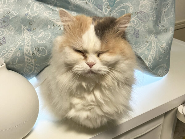 猫マンチカンペットシッター