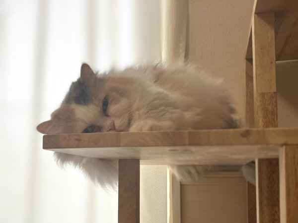 猫マンチカンペットシッター