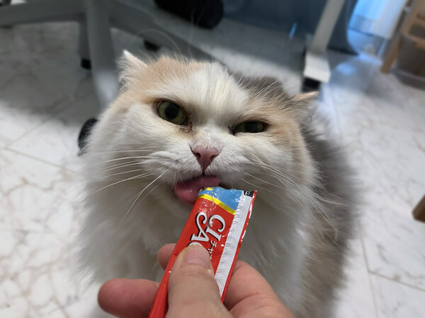 猫マンチカンペットシッター