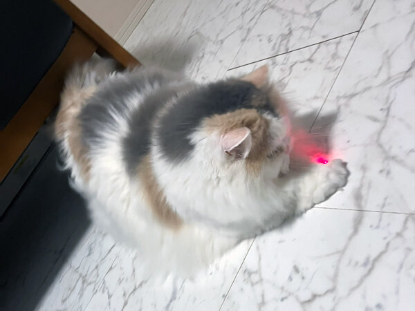 猫マンチカンペットシッター