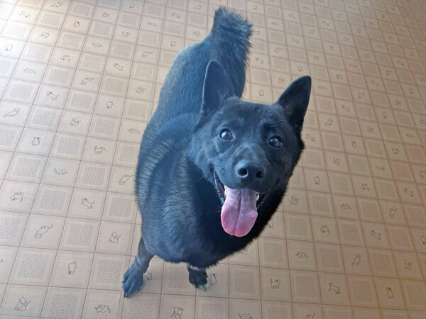 中型犬ペットホテル