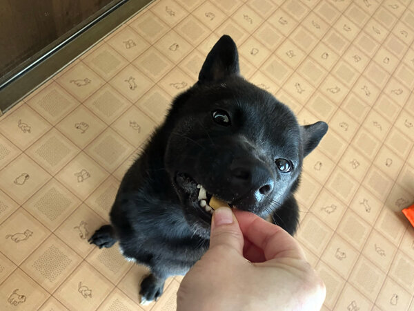 中型犬ペットホテル