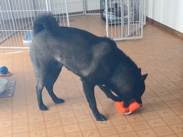 中型犬ペットホテル