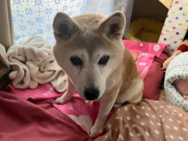 柴犬ペット介護