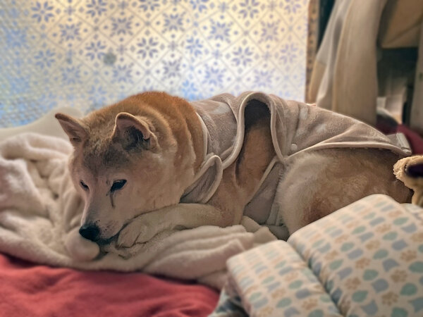 柴犬ペット介護