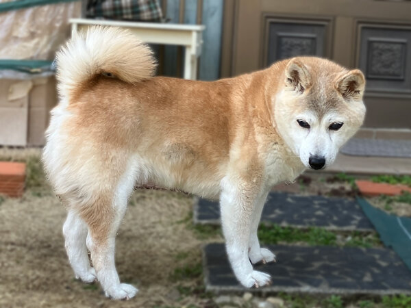 柴犬ペット介護