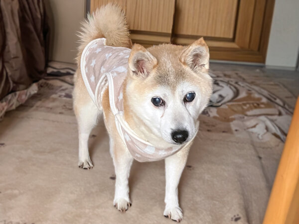 柴犬ペット介護