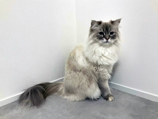 サイベリアン猫ペットシッター