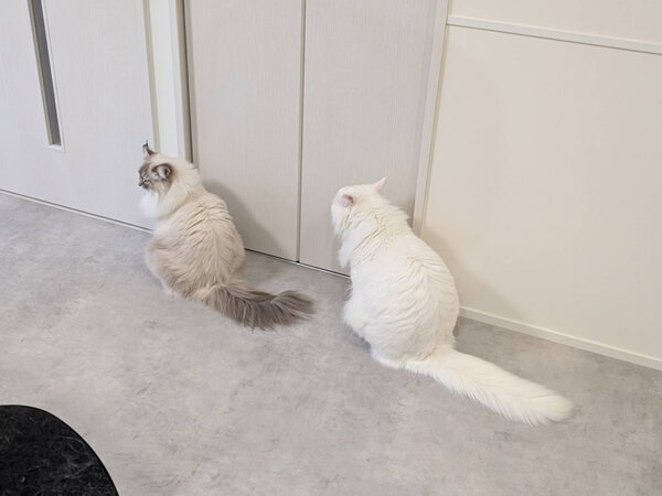 サイベリアン猫ペットシッター