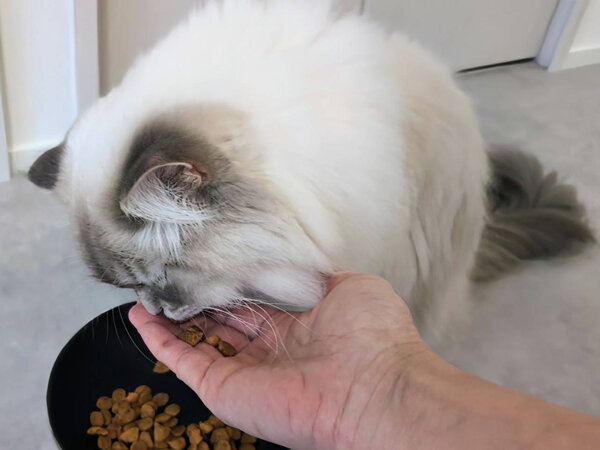 サイベリアン猫ペットシッター