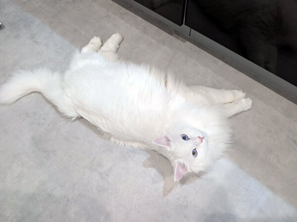 サイベリアン猫ペットシッター