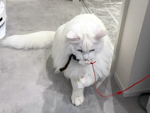 サイベリアン猫ペットシッター