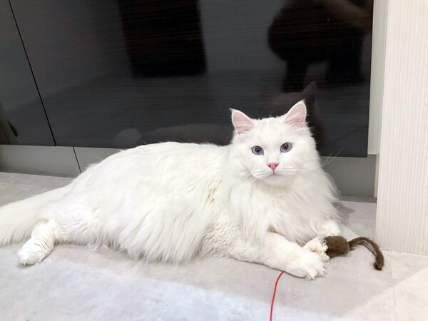 サイベリアン猫ペットシッター