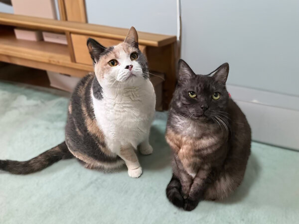 猫ペットシッター