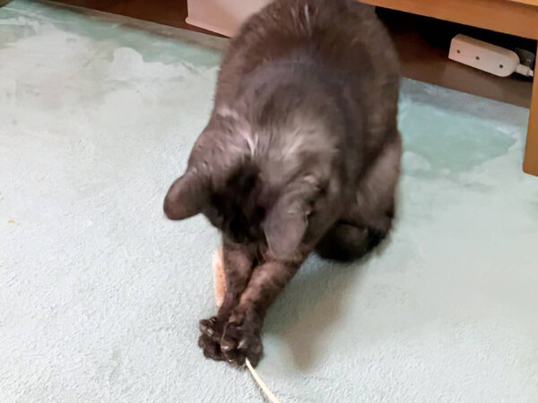 猫ペットシッター