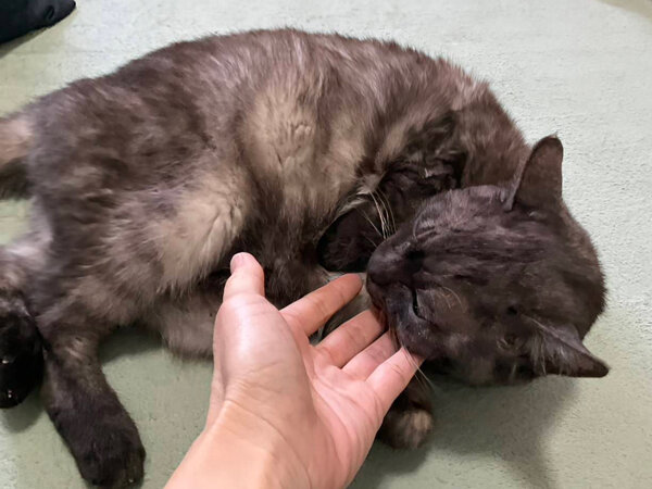 猫ペットシッター