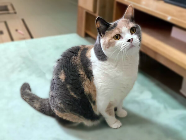 スコティッシュフォールド猫ペットシッター