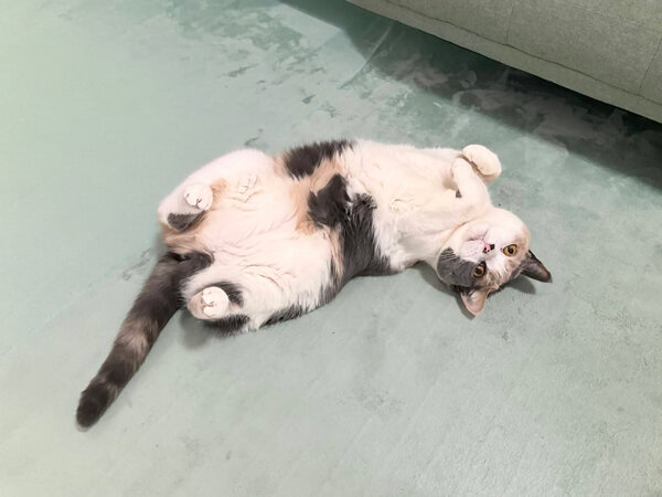 スコティッシュフォールド猫ペットシッター